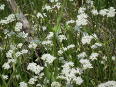 Valerianella umbilicata