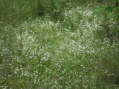 Valerianella umbilicata