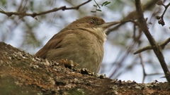 Terrestrial Brownbul photo 5