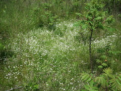 Valerianella umbilicata