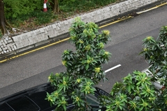 Xanthostemon chrysanthus