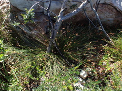 Ficinia fascicularis