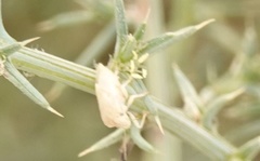 Pentatomini
