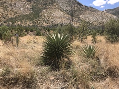 Yucca schottii