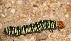 Agoma trimenii