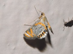 Nymphicula