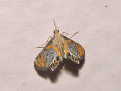 Nymphicula