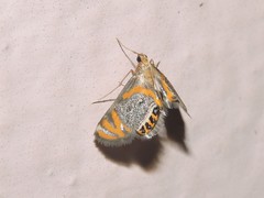 Nymphicula