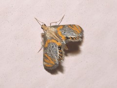 Nymphicula