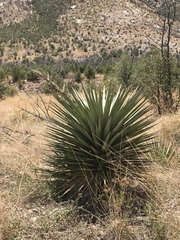 Yucca schottii