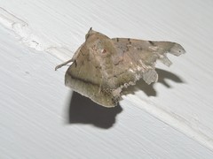 Macaldenia