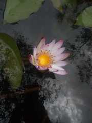 Nymphaea ampla