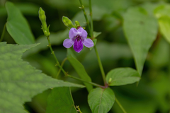 Asystasia dalzelliana