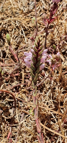 Odontites violaceus image