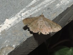 Mecodina