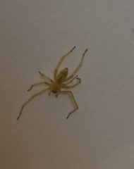 Liocranidae