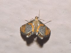 Nymphicula