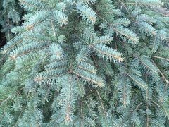 Picea