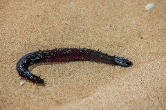 Holothuria leucospilota