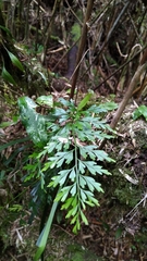 Asplenium wilfordii