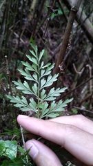 Asplenium wilfordii