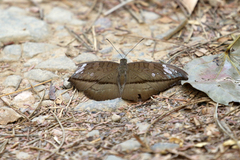 Tanaecia cocytus