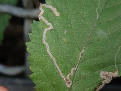 Stigmella ulmivora
