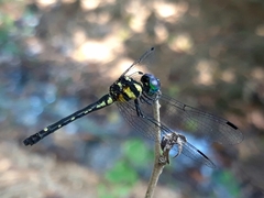 Tetrathemis hyalina