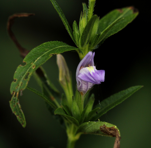 Hygrophila uliginosa image