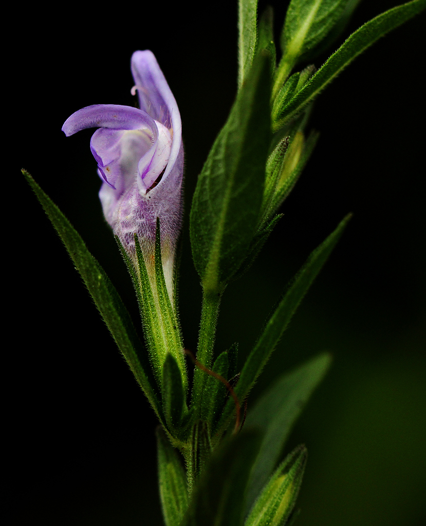 Hygrophilinae - Wikipedia, image size:829x1024