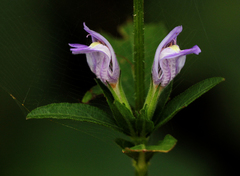 Hygrophila uliginosa image