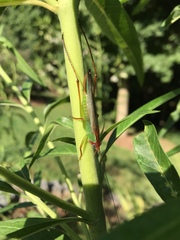 Orchelimum pulchellum