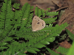 Lethe butleri