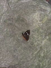 Herimba atkinsoni disconjuncta