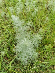 Artemisia austriaca