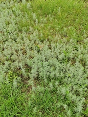 Artemisia austriaca