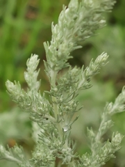 Artemisia austriaca
