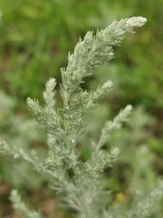 Artemisia austriaca
