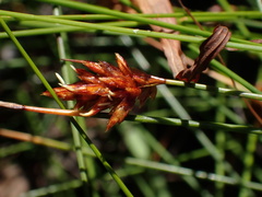 Ficinia fascicularis