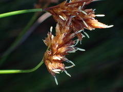 Ficinia fascicularis