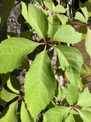 Parthenocissus quinquefolia