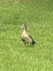 Alopochen aegyptiaca