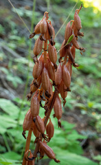 Corallorhiza striata