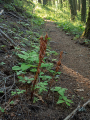Corallorhiza striata
