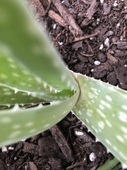 Aloe vera vera