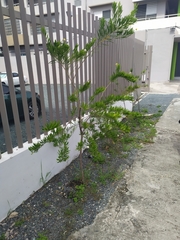 Brunfelsia densifolia