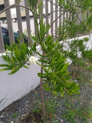 Brunfelsia densifolia
