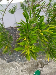 Brunfelsia densifolia