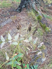 Astragalus propinquus