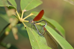 Mnais andersoni
